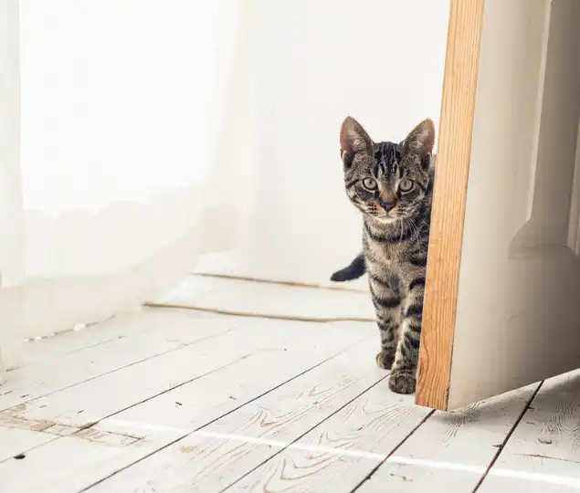 How To Keep Cats From Opening Doors