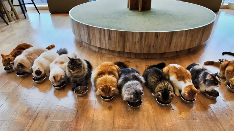 The Rarest Cat Color Isn't A Color At All