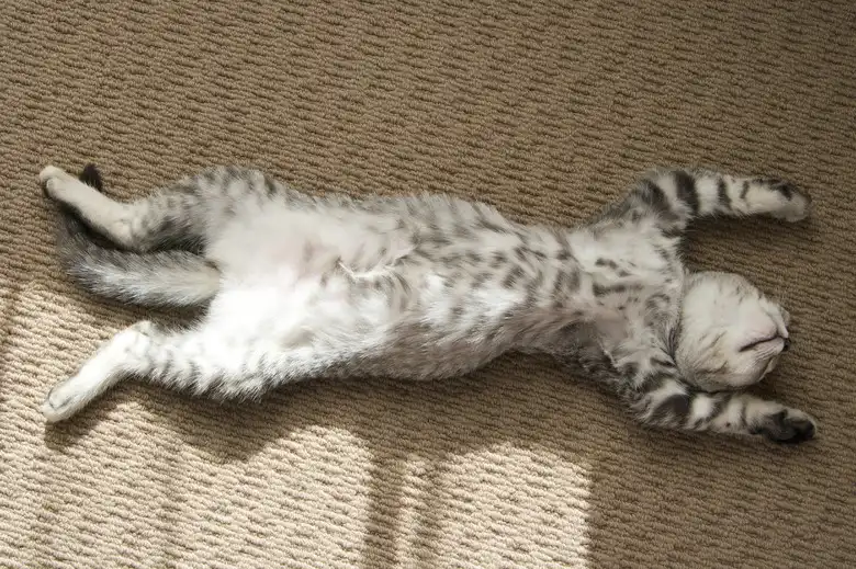 How To Teach Your Cat To Play Dead