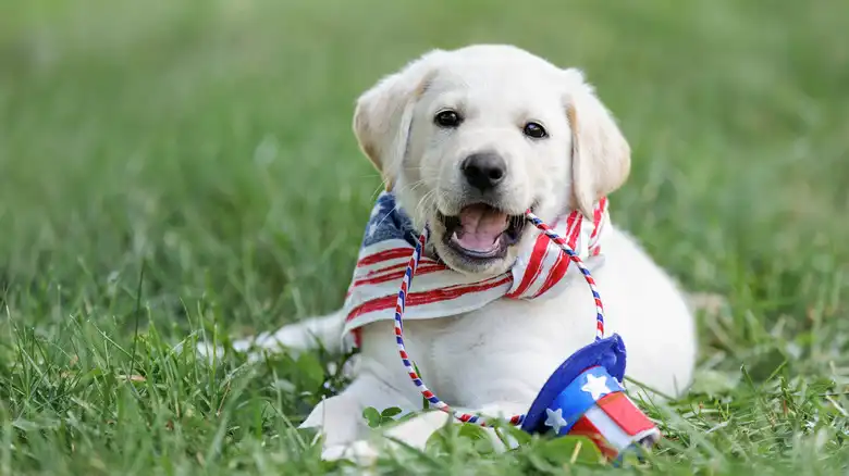 130 Patriotic Names For Dogs