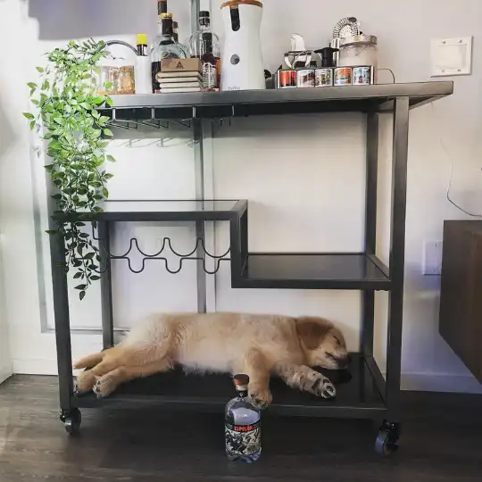 Alcohol Dog Name Ideas? Here Are 112 Alcohol-Inspired Dog Names