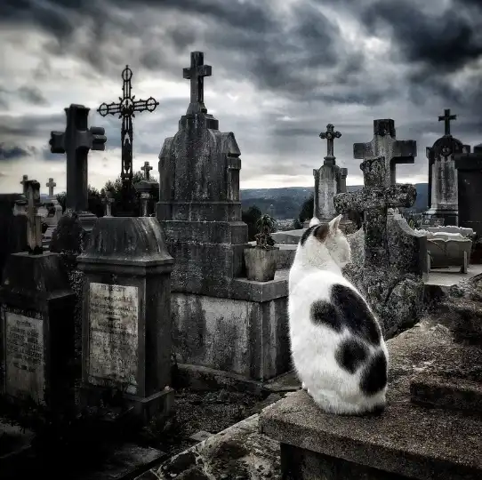 108 Spooky And Mysterious Cat Names