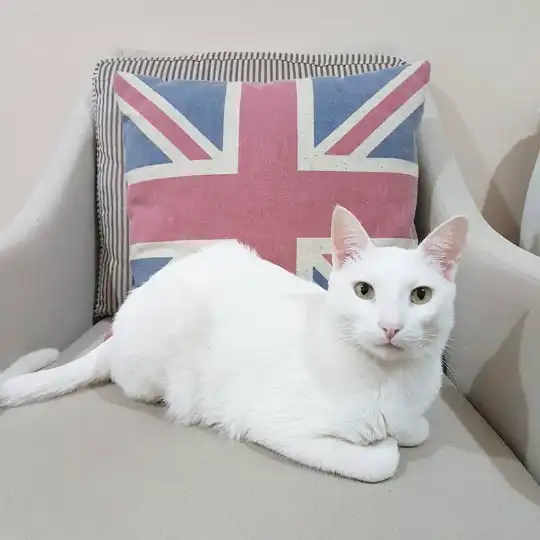 202 British Cat Names