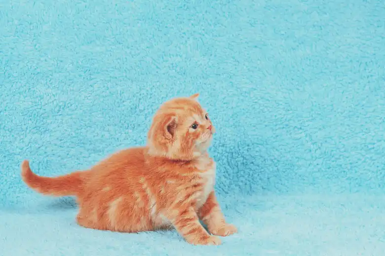 106 Names For A Tan Or Buff Colored Cat