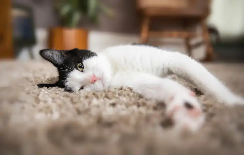 130 Famous Cat Names From Pop Culture