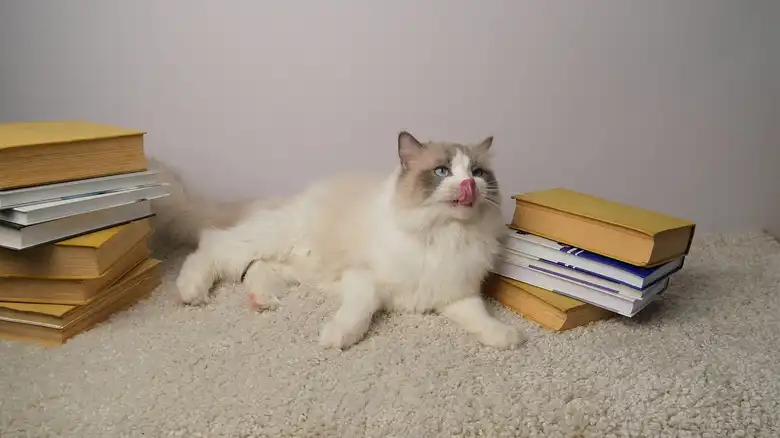 150 Victorian Cat Names For Your Cat