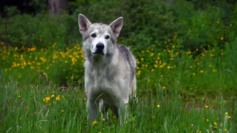 The Best Dog Names If You're A Fan Of Game Of Thrones