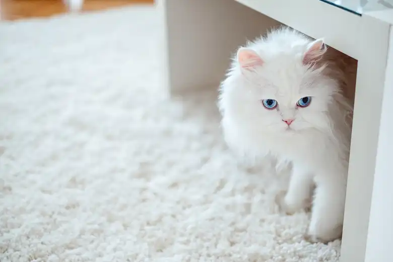 How To Stop A Cat From Pooping On The Carpet