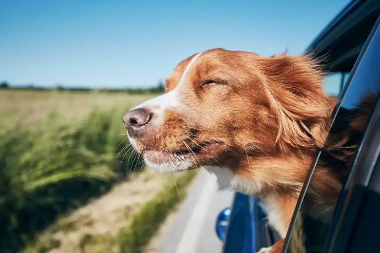 114 Nature Dog Names