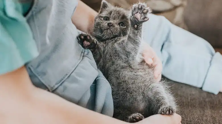 Yes, Cat Scratch Fever Is A Real Thing (Here Are The Signs)