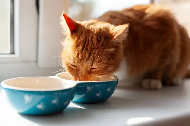 How To Feed Cooked Chicken Livers To Cats