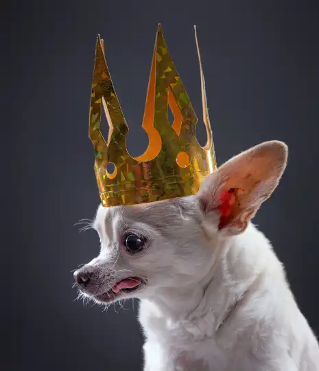 122 Royal Names For Cats & Dogs