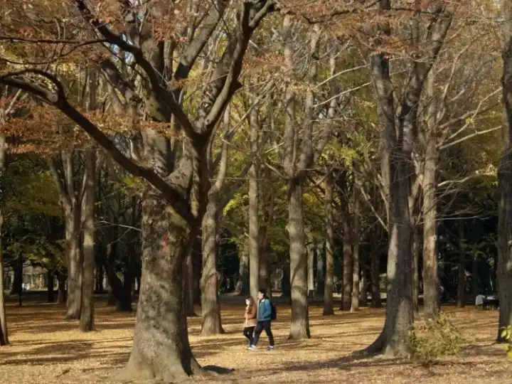 Harajuku and Aoyama neighbourhood guide