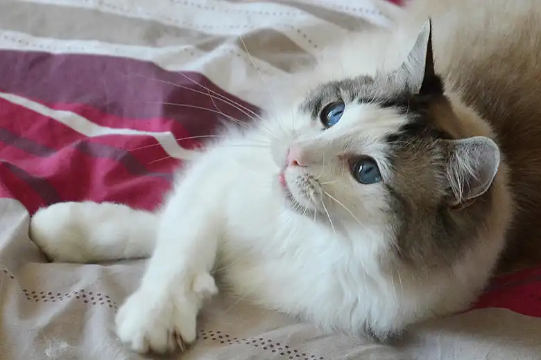 212 French Cat Names That Will Make You Say Ooh La La