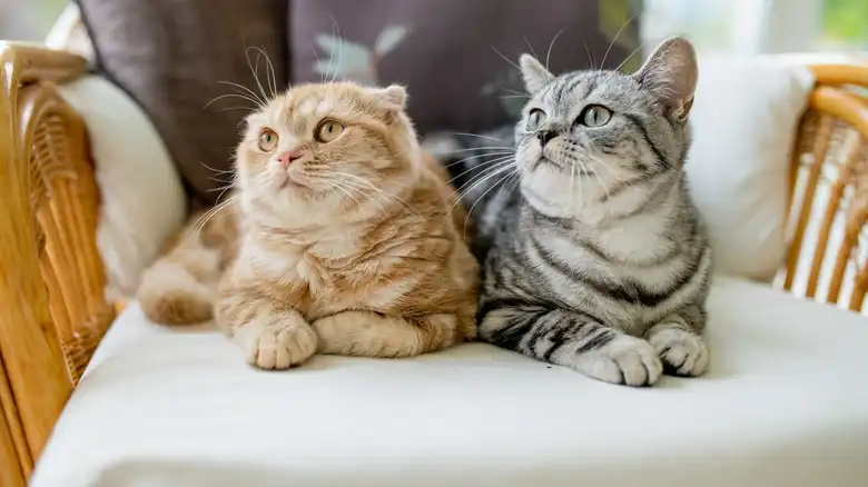 These Are The Top Cat Names In The US
