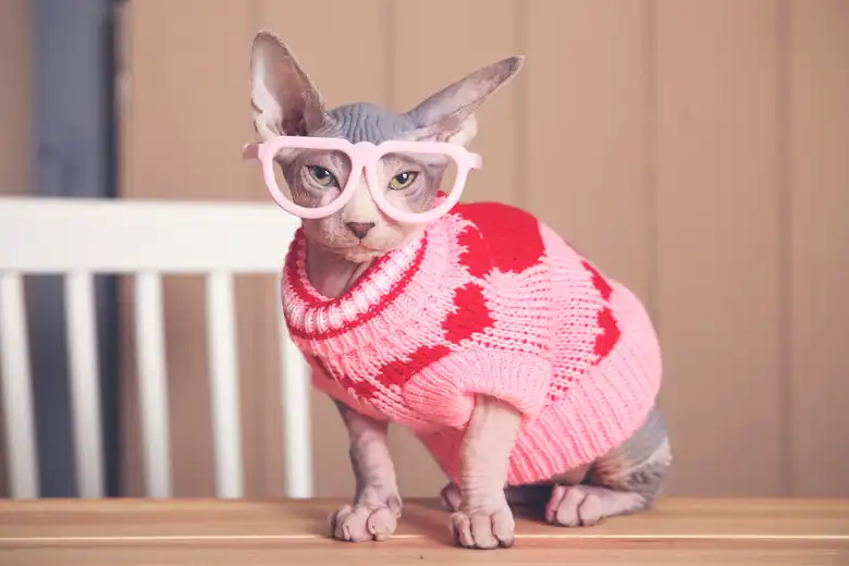 834 Unique Male Cat Names & Unique Girl Cat Names