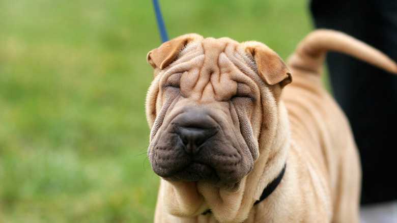 Dog Breeds With Black Mouths
