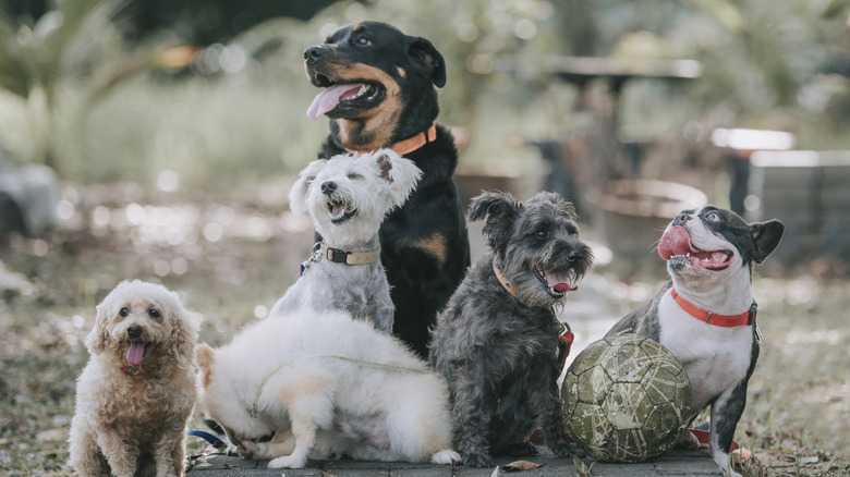 The 5 Most Expensive Dog Breeds In The World