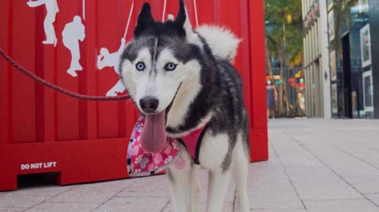 Husky's Reaction To Being Teased With Her Toy Is Both Sad And Hilarious