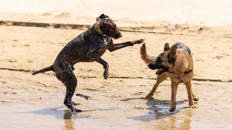 The Best Dog Breeds If You Live In A Hot Climate