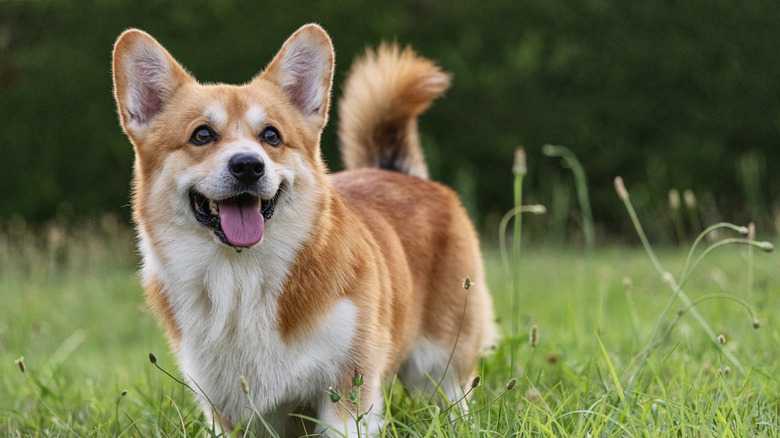 These 26 Corgi Mixes Prove The Best Things In Life Come In Small Packages