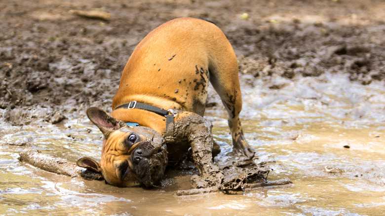 The 12 Smelliest Dog Breeds (But We Love Them Anyway)