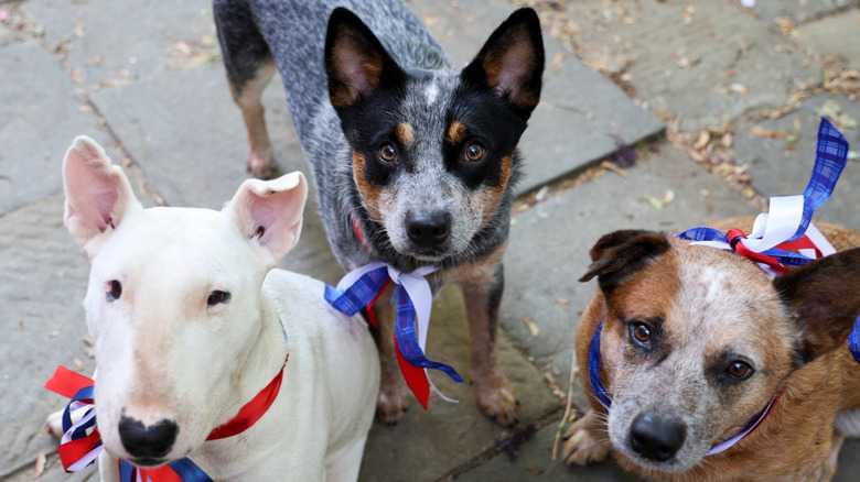 What Age Was The Oldest Dog In The History Of The World?