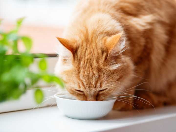 Why Does My Cat Put His Paws In The Water Bowl?