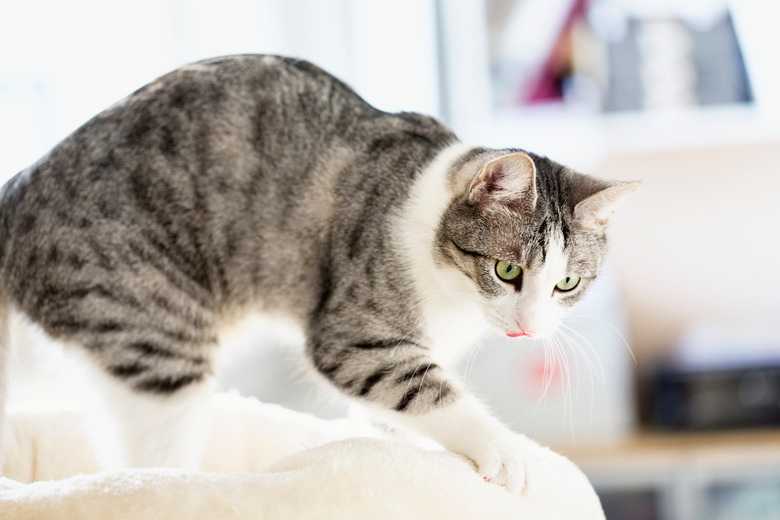 Why Do Cats Knead?