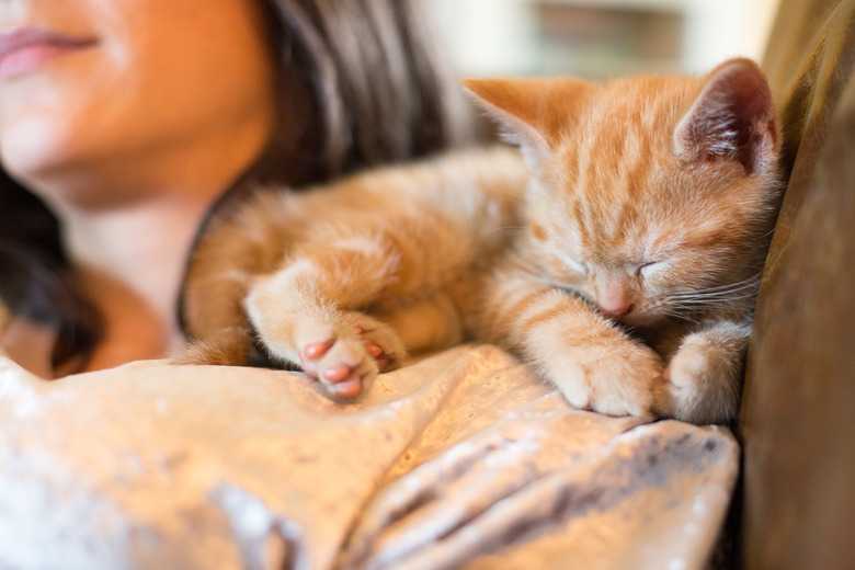 What Does It Mean When A Cat Sits On You?