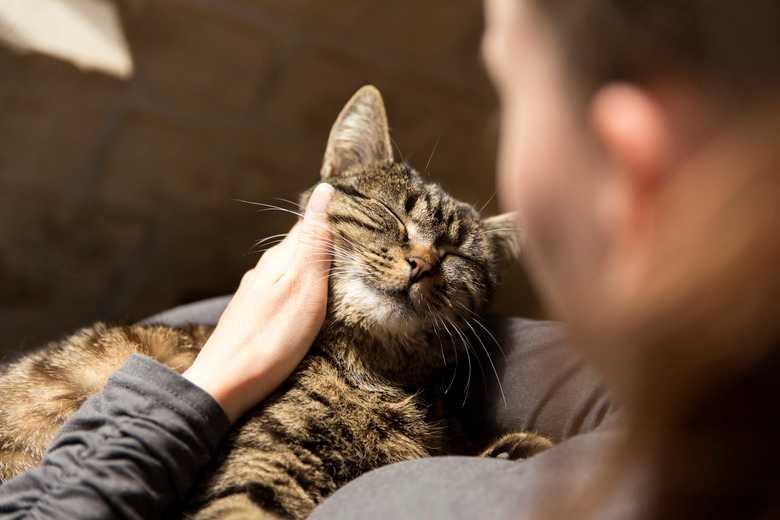 Why Does My Cat Bite Me When I Stop Petting Her?