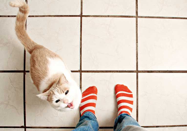 Why Are Cats Always Underfoot?