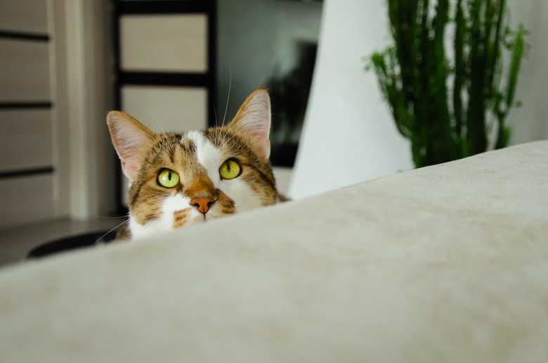 How To Get Your Cat To Sleep With You
