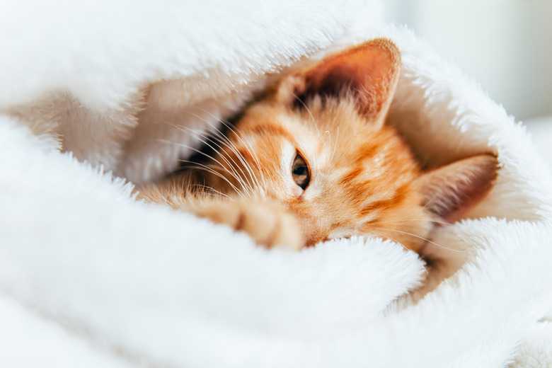 Suckling Behavior In A Cat