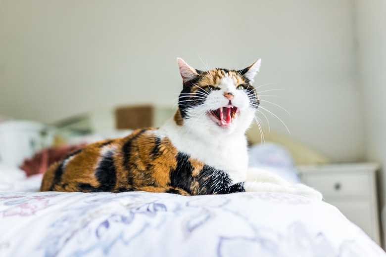 Why Is My Cat Hissing And Growling For No Reason?