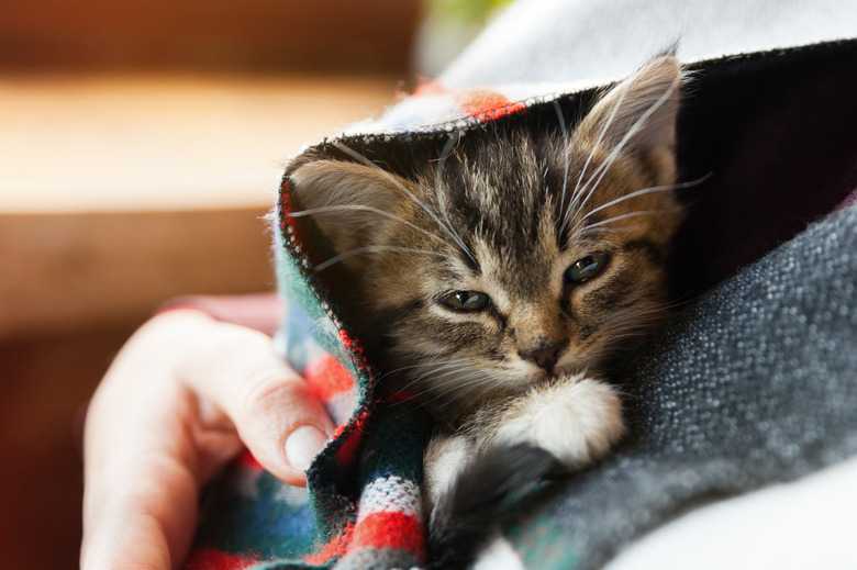 How To Know When A Kitten Needs To Pee