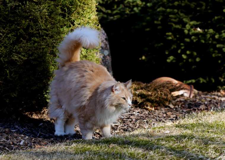 How To Get A Female Cat To Stop Spraying