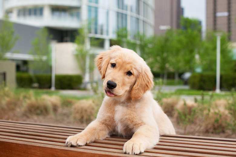 500 Names For Dogs