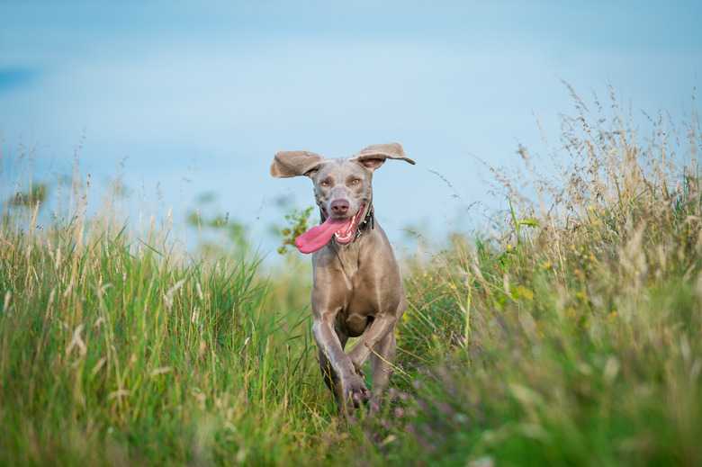 300 Unique Spanish Names For Dogs