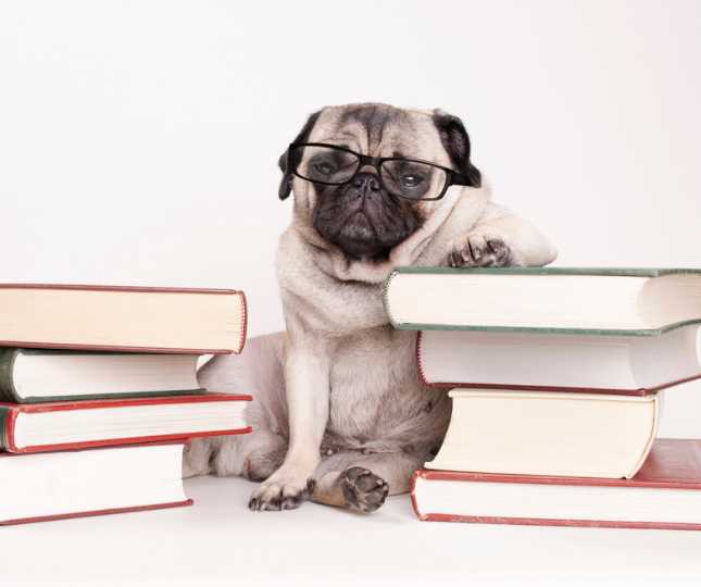 101 Literary Dog Names