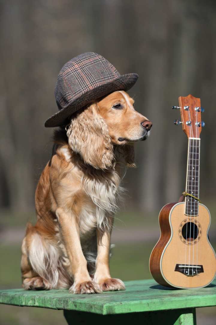 138 Musical Dog Names