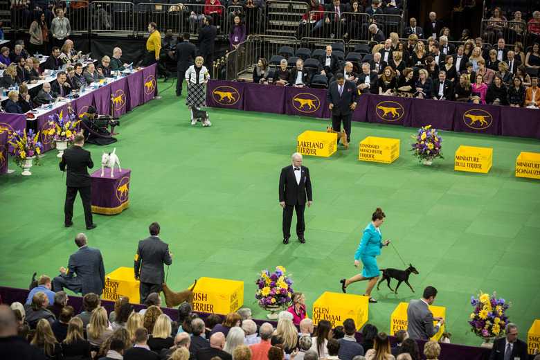 How To Name A Show Dog