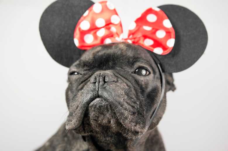 202 Disney Names For Dogs