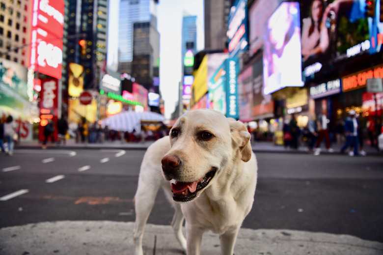 107 New York-Themed Dog Names