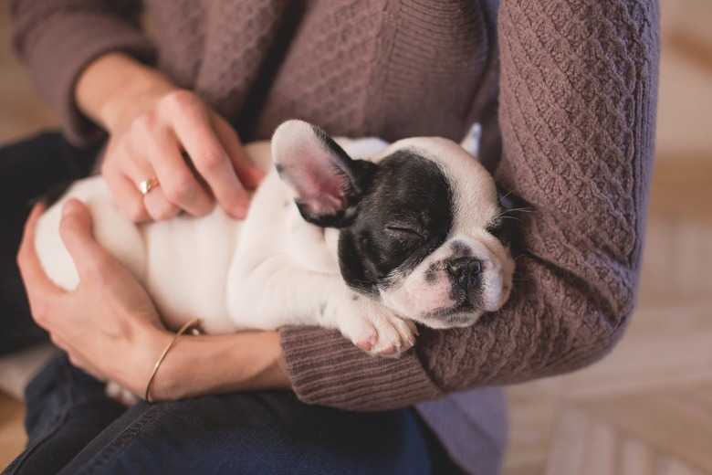 9 Pet Naming Techniques To Find The Perfect Fit