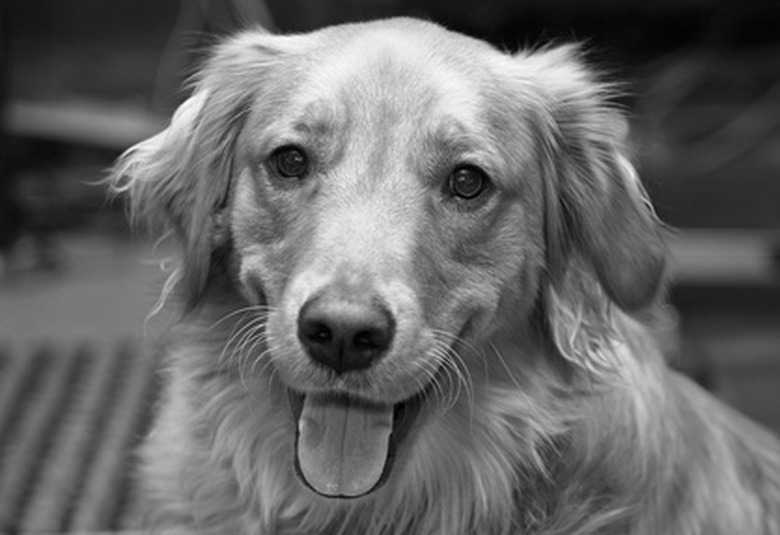 Required Certification For Service Dog Training For Hospital Visits