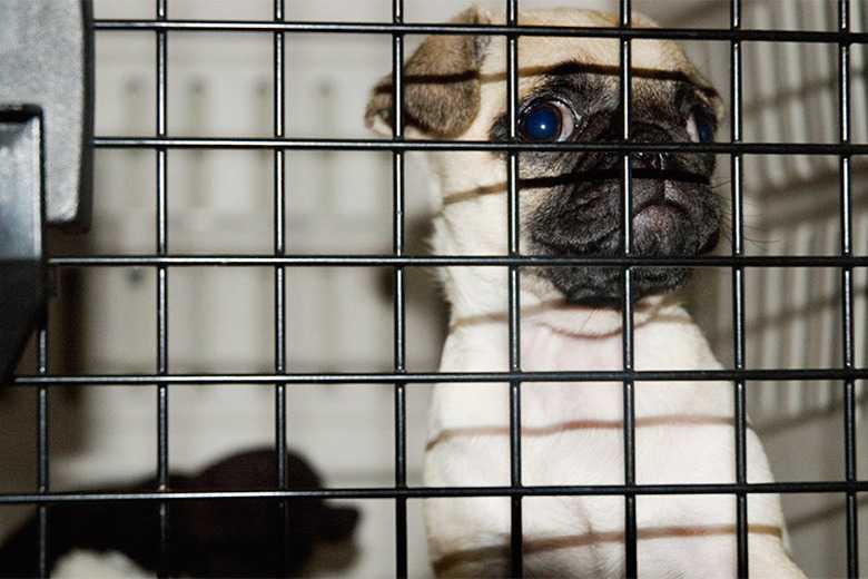 Preparing A Nervous Dog For Kennel Boarding