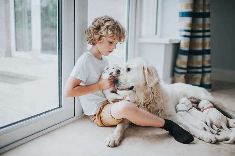 How To Encourage A Mother Dog To Feed Her Puppies