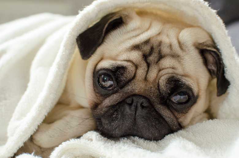 How To Train Your Dog To Sleep In Another Room