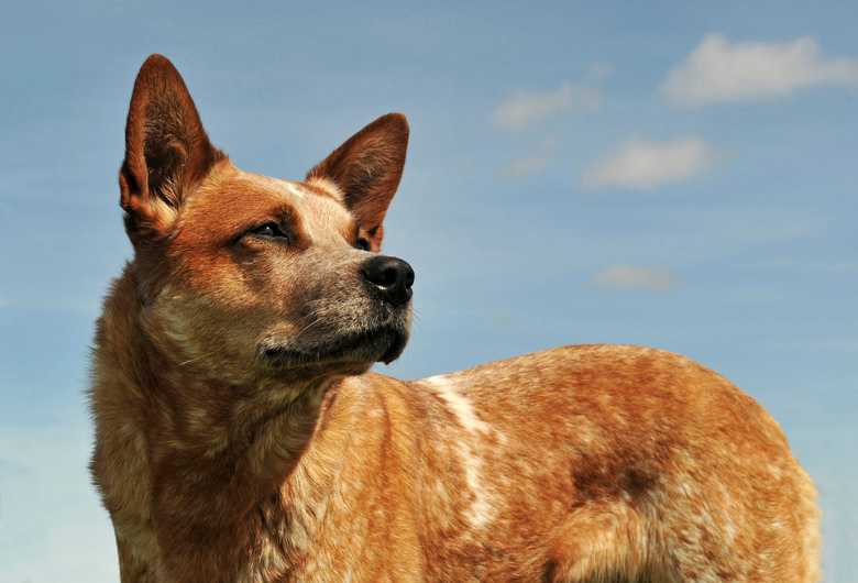 How To Train A Red Heeler